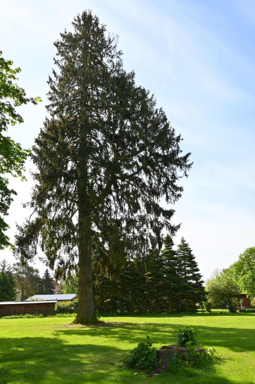 Picea abies - Züssow, Gutspark - Mai 2024