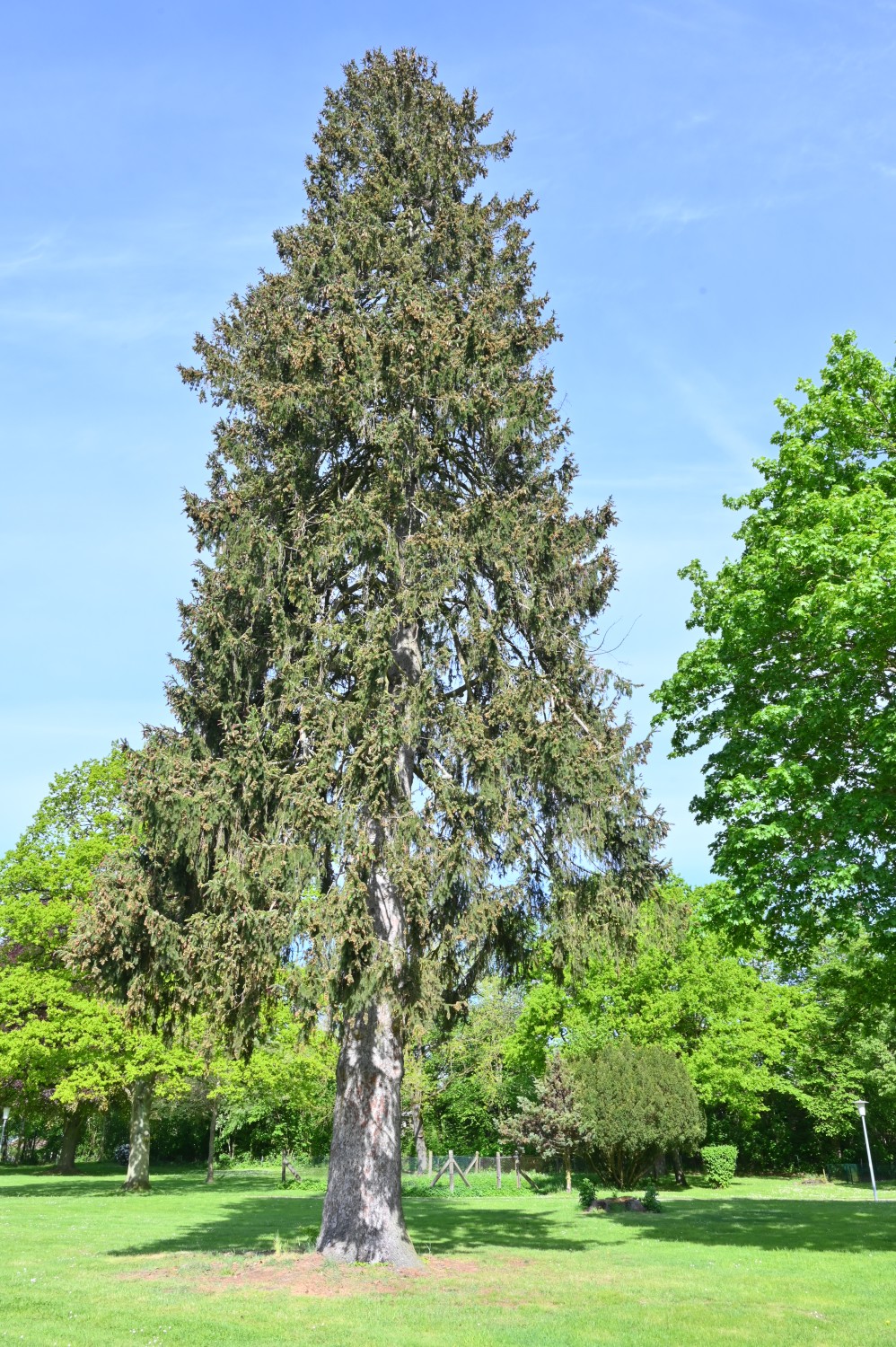 Picea abies - Züssow, Gutspark - Mai 2024