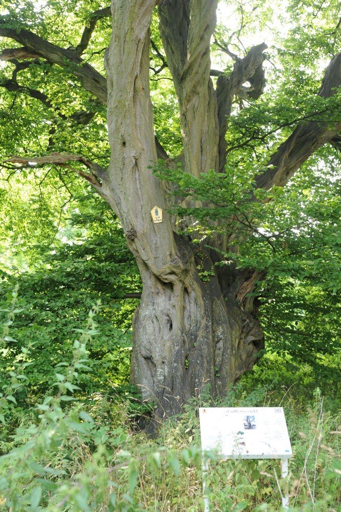 Carpinus betulus - Jarkvitz - Sommer 2014