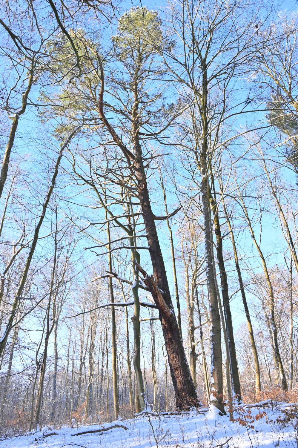 Pinus strobus - Neustrelitz, Tiergarten - Dezember 2021