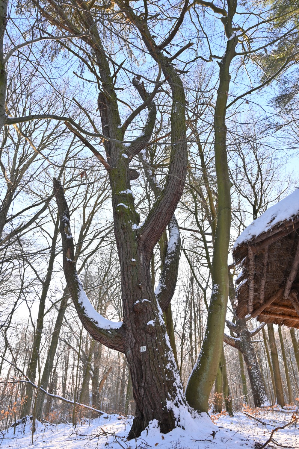 Pinus strobus - Neustrelitz, Tiergarten, zweitstärkste der drei verbliebenen Exemplare, Umfang 3,45 m - Dezember 2021