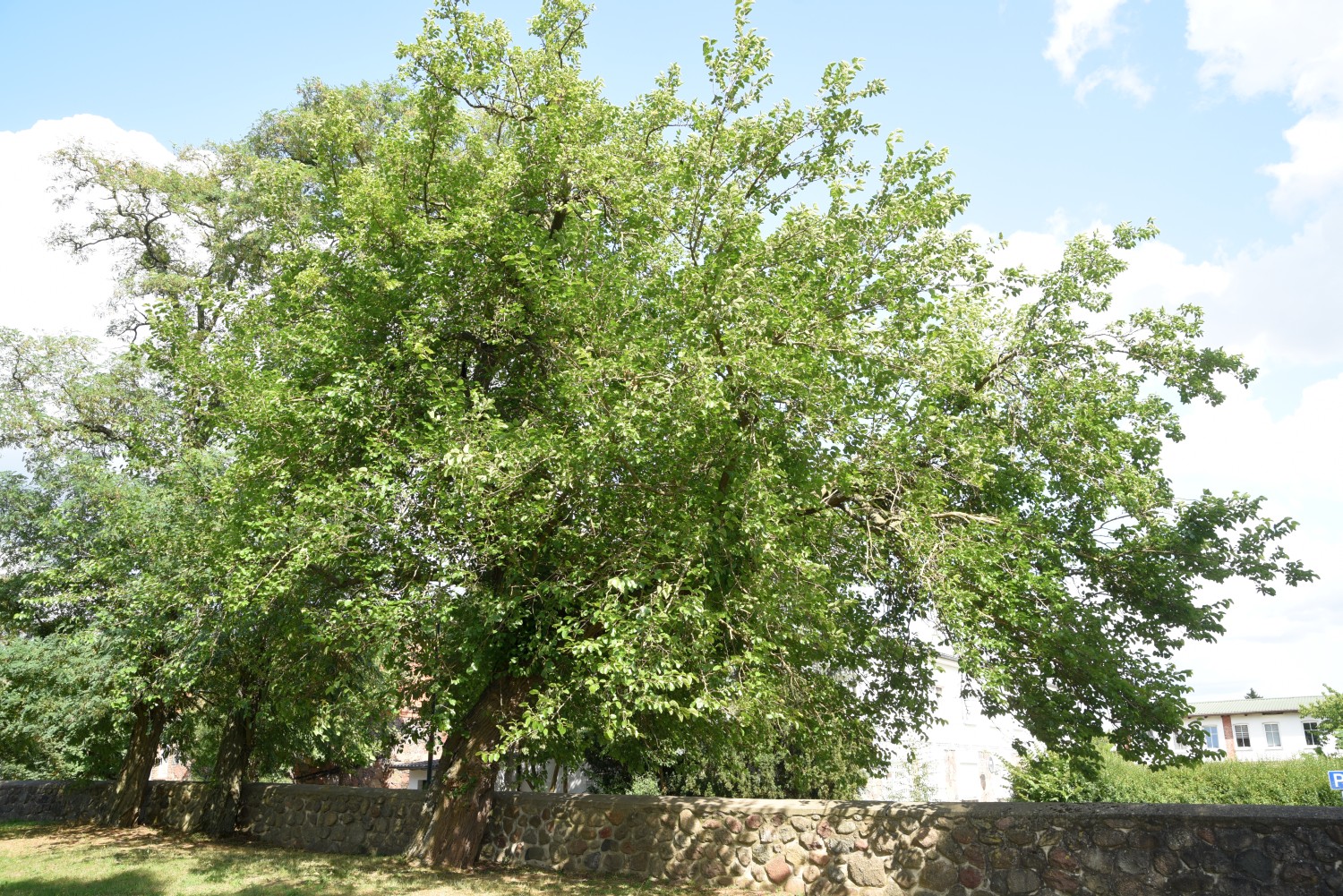 Weißer Maulbeerbaum - Grambow, Kirchhof - 2019