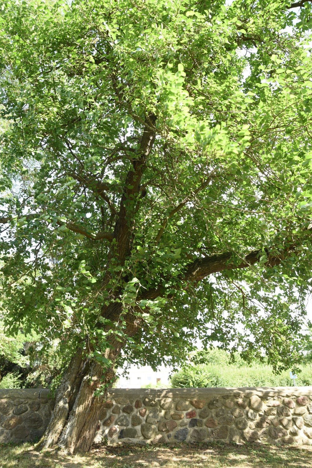 Weißer Maulbeerbaum - Grambow, Kirchhof - 2019