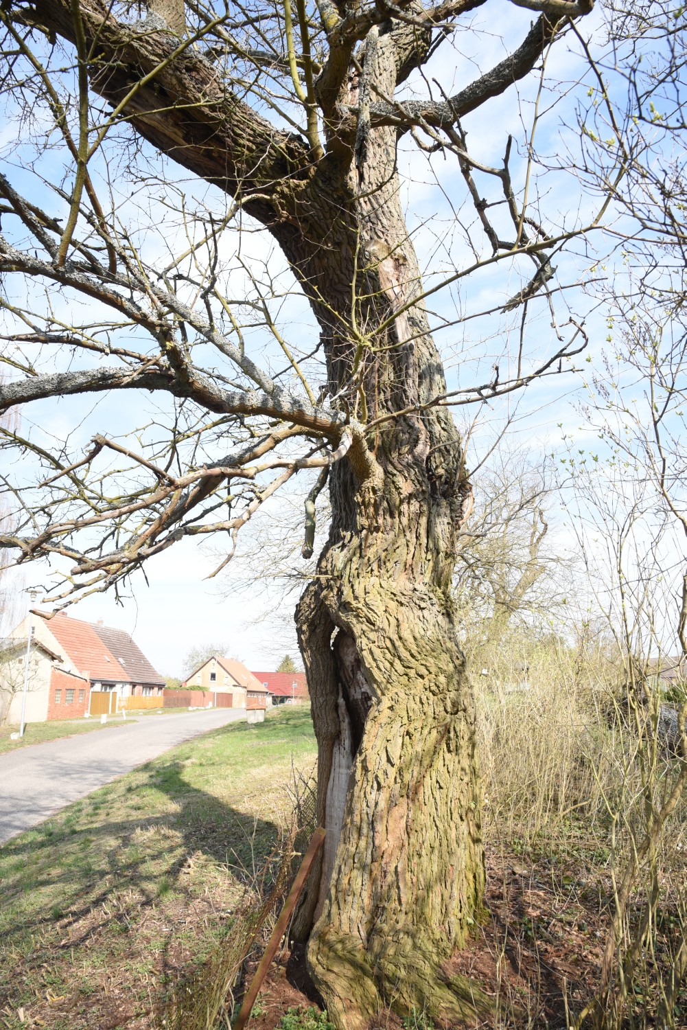 Weißer Maulbeerbaum - Granzin, Kirchhof - 2019