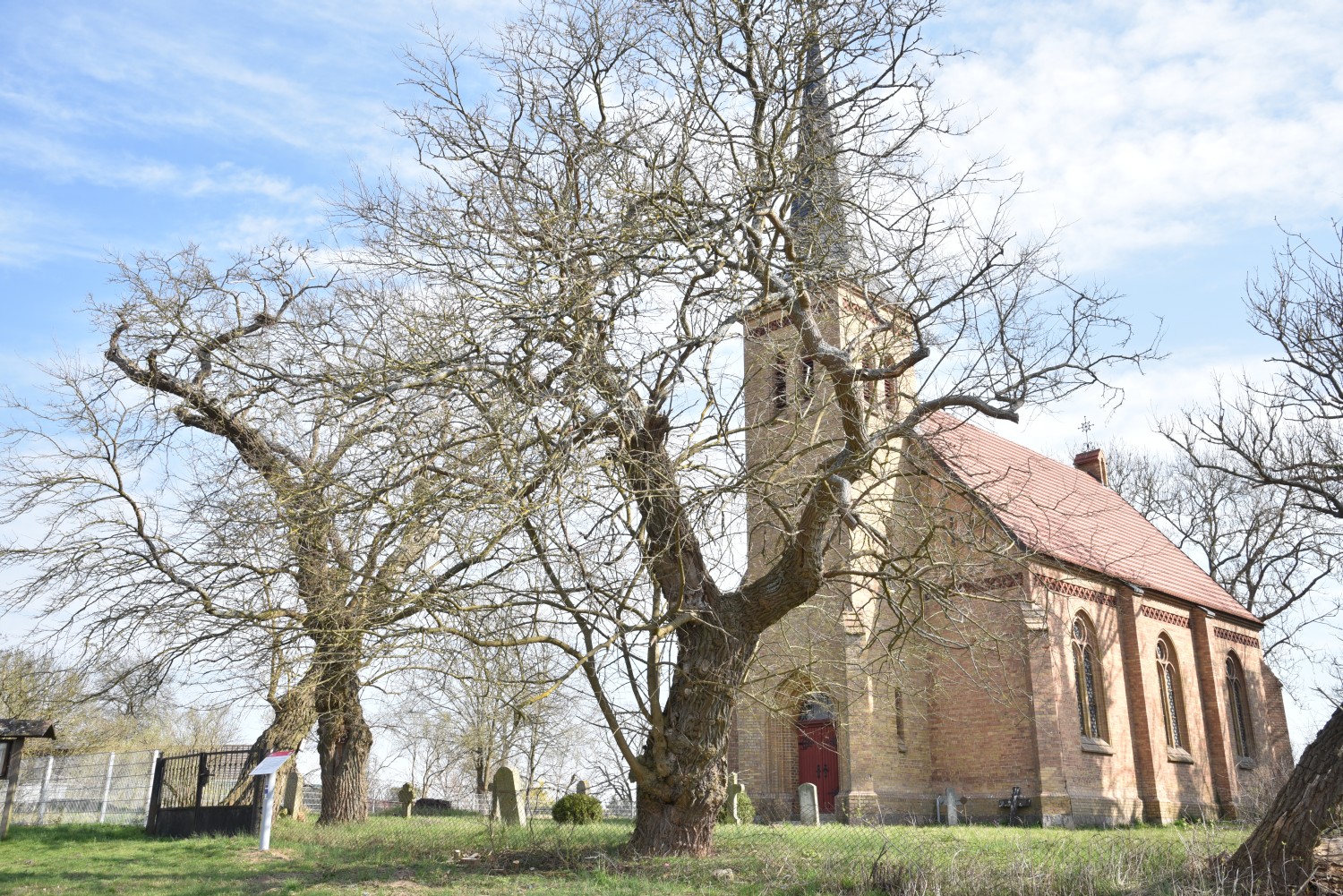 Weißer Maulbeerbaum - Granzin, Kirchhof - 2019