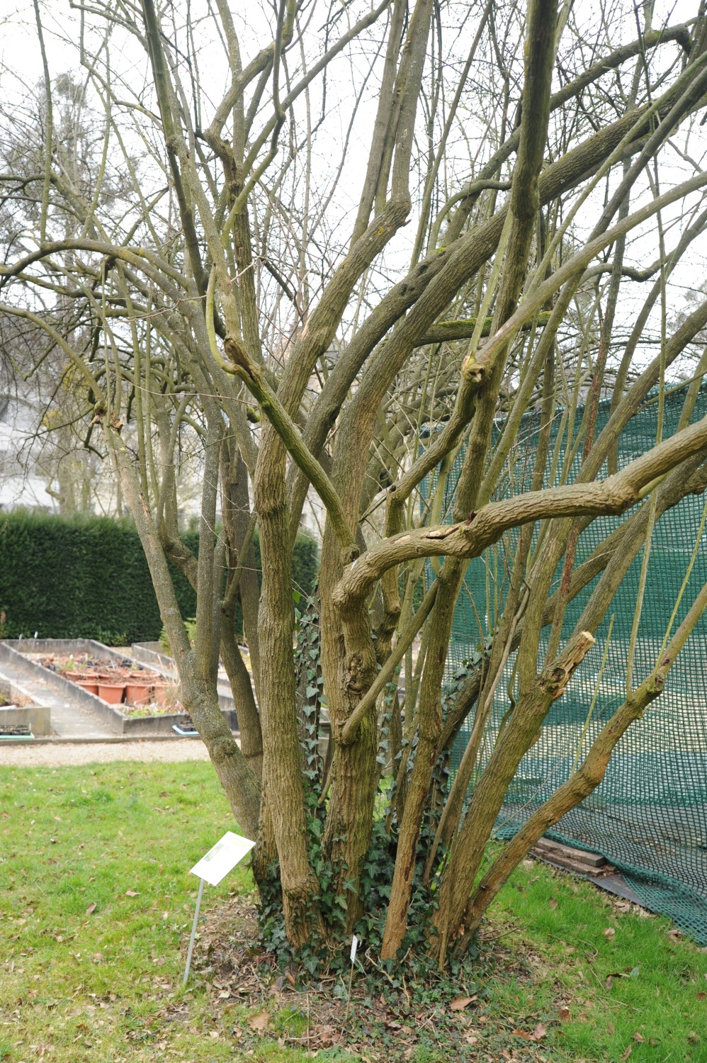 Berberis vulgaris - Bonn - 2015