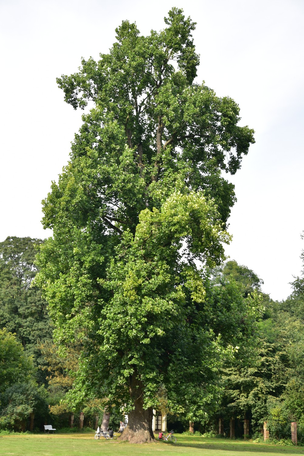 Liriodendron tulipifera - Dreilützow 2017