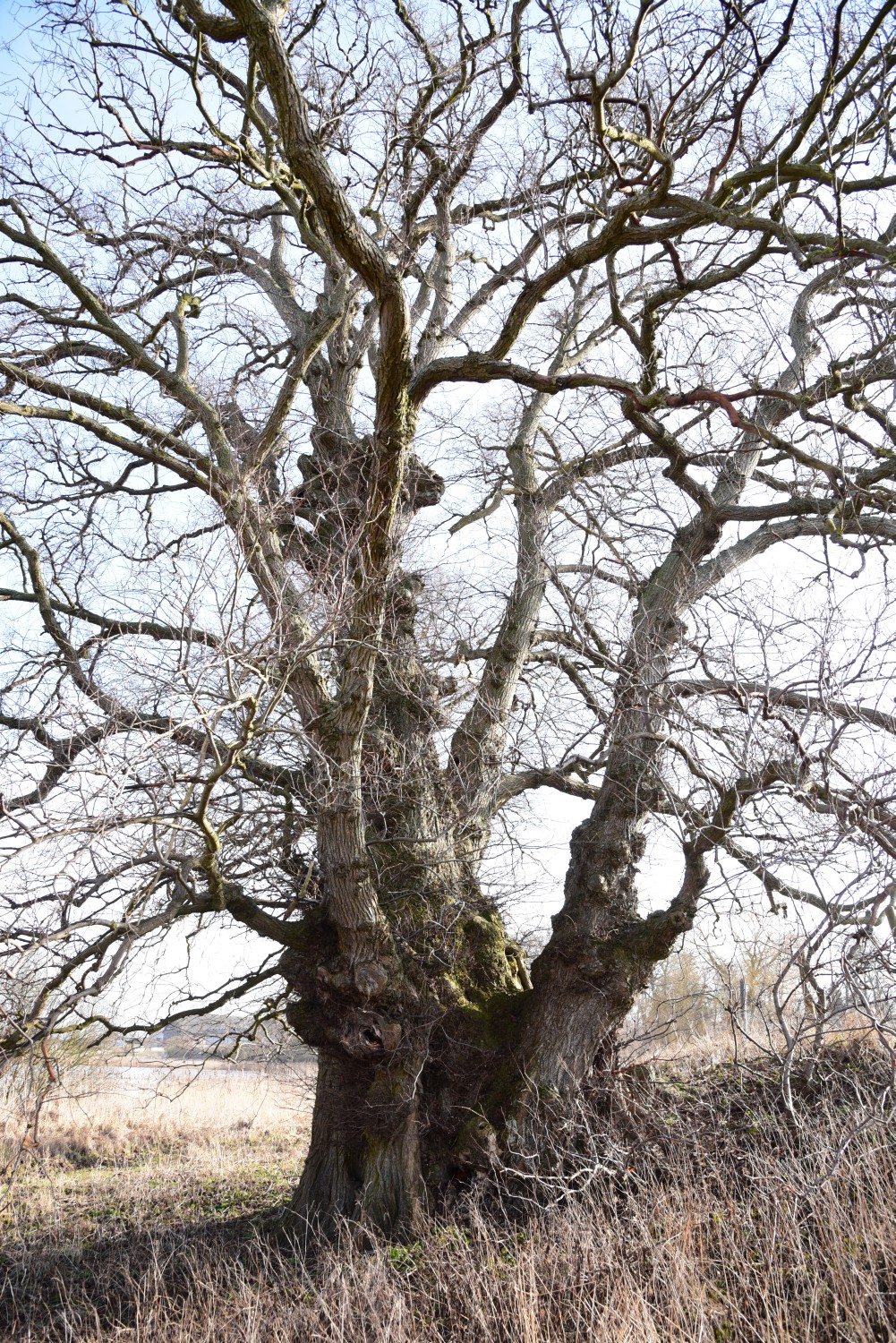 Ulmus laevis - Neetzka - 2016