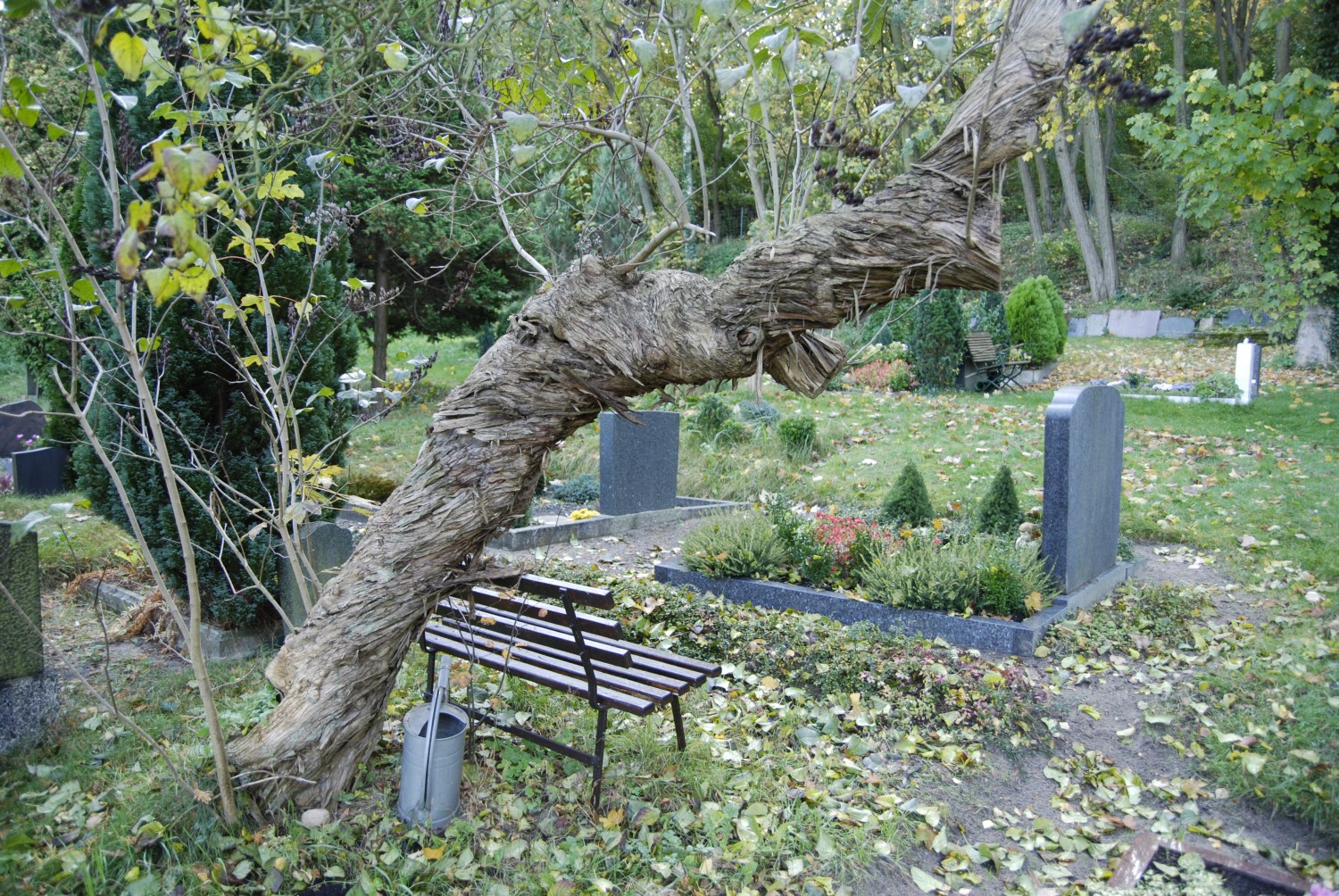 Syringa vulgaris - Golm - 2007