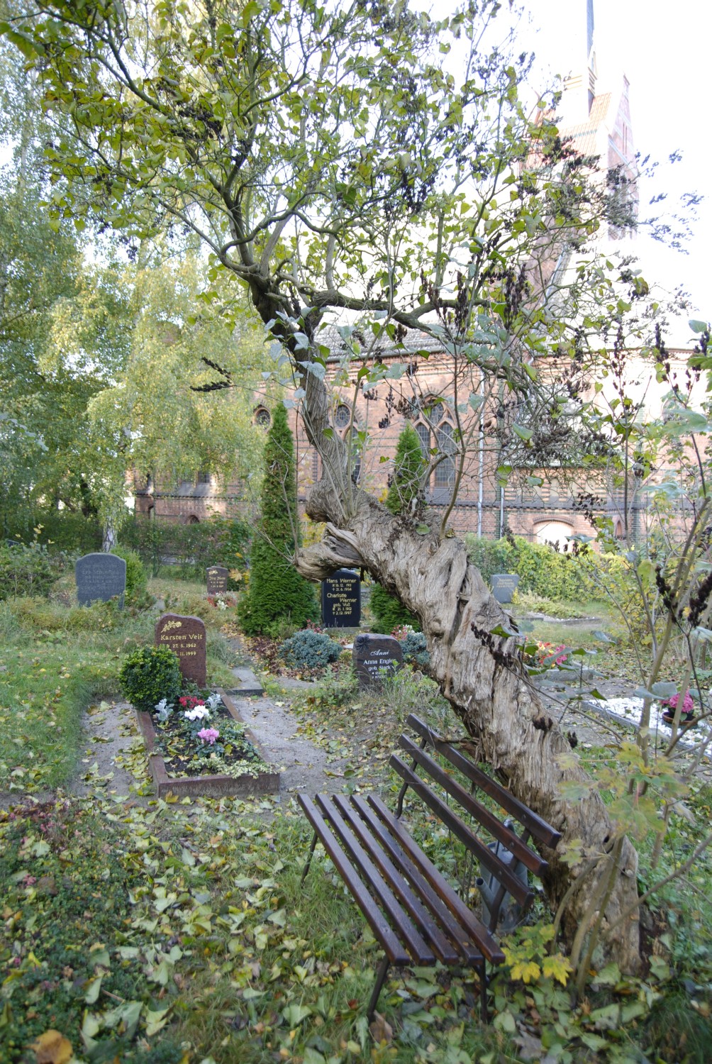 Syringa vulgaris - Golm - 2007