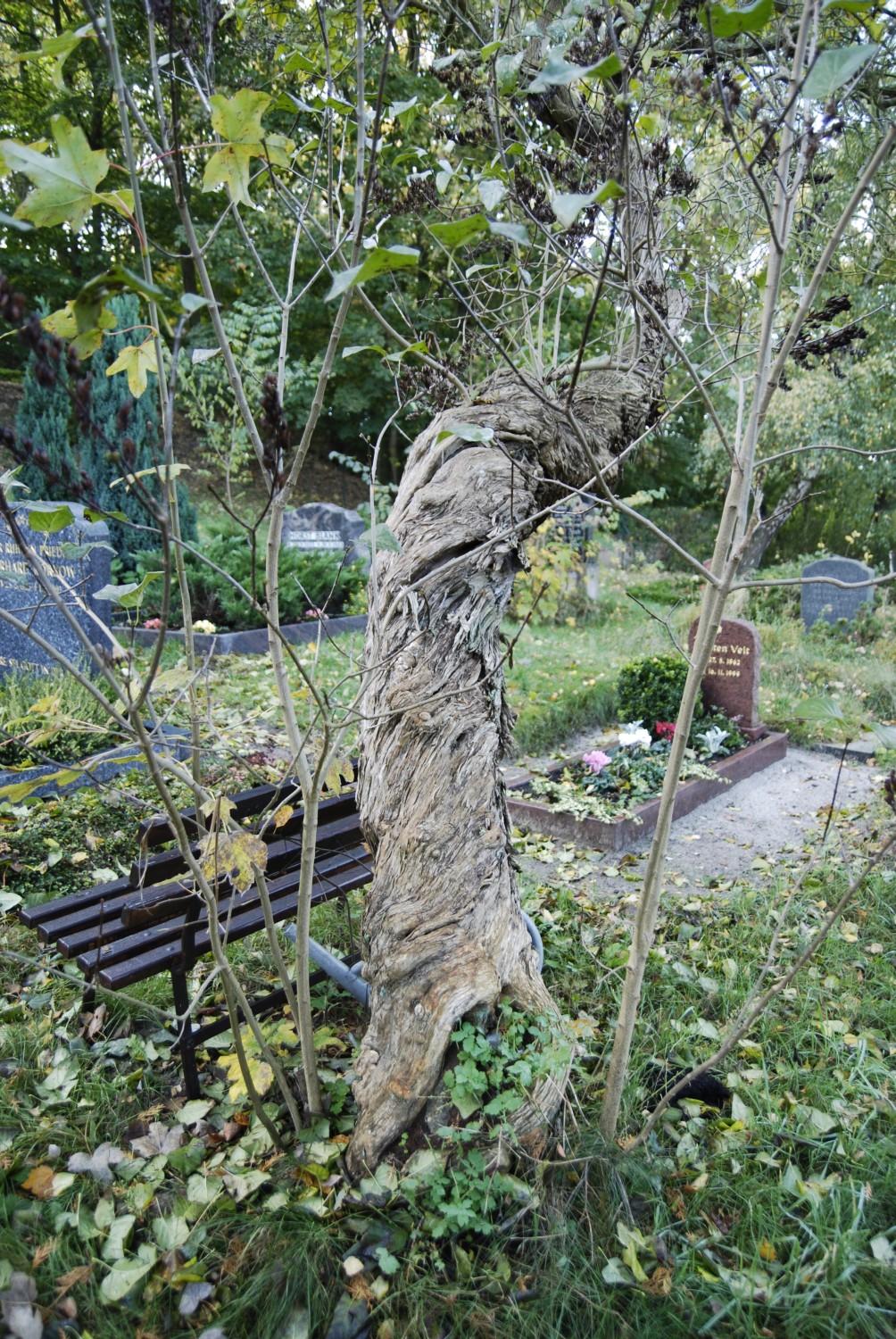 Syringa vulgaris - Golm - 2007
