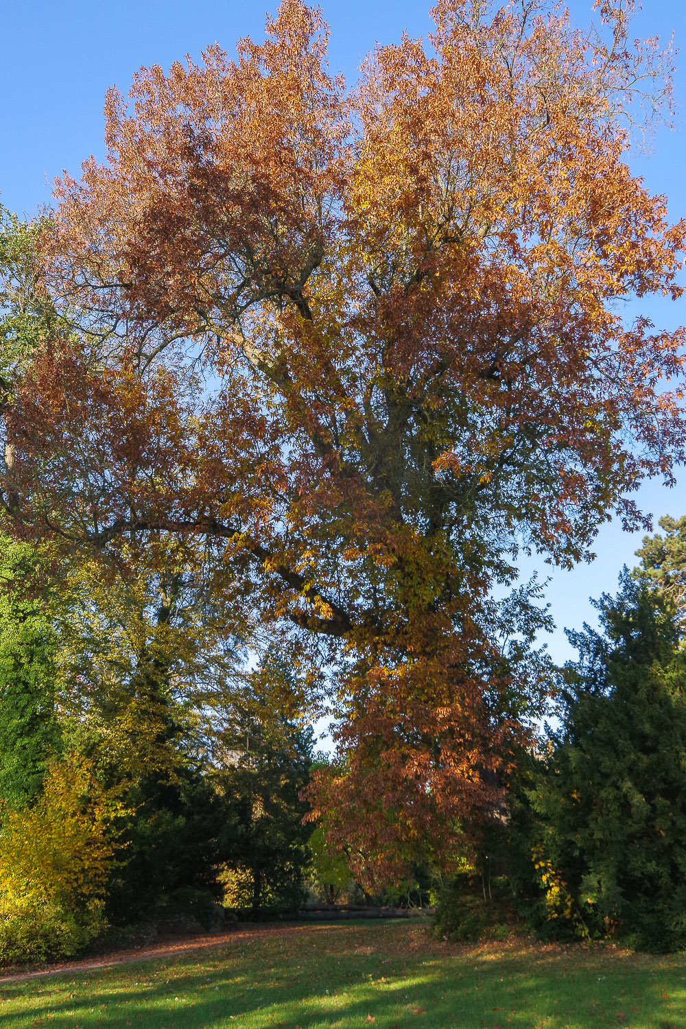 Quercus imbricata - Wörlitz - Okt. 2021