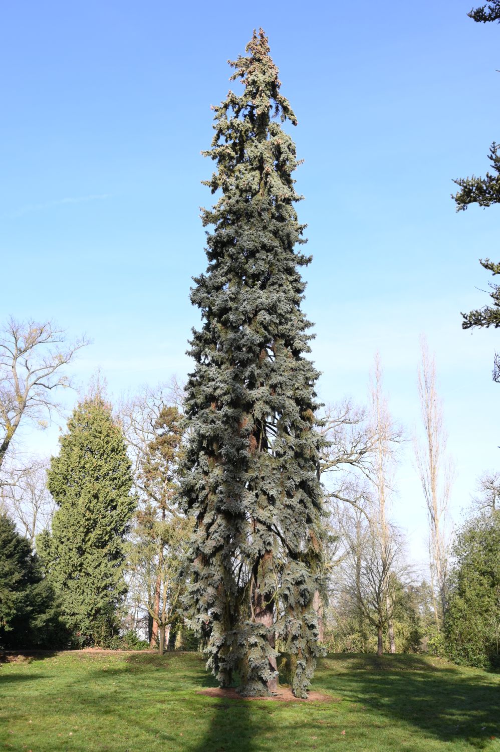 Picea pungens 'Glauca' - Wörlitz - Februar 2020