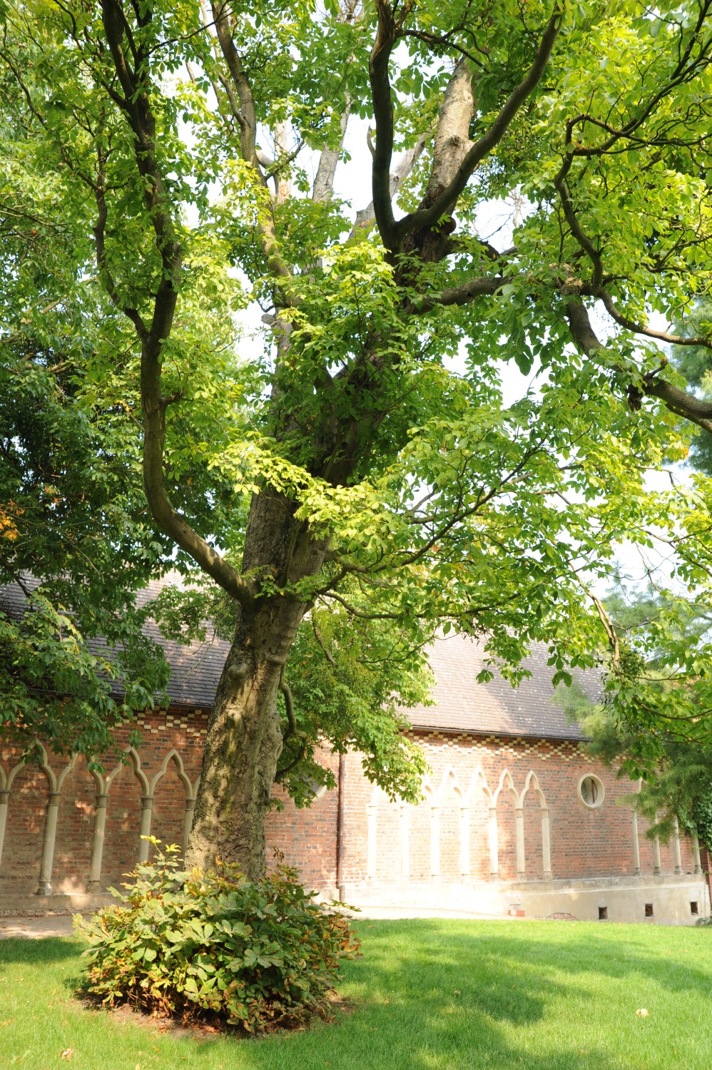 Aesculus × bushii - Wörlitz - 2013