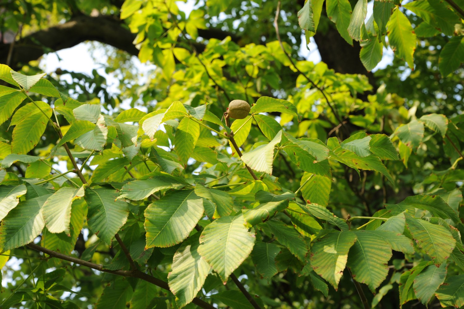 Aesculus × bushii - Wörlitz - 2013