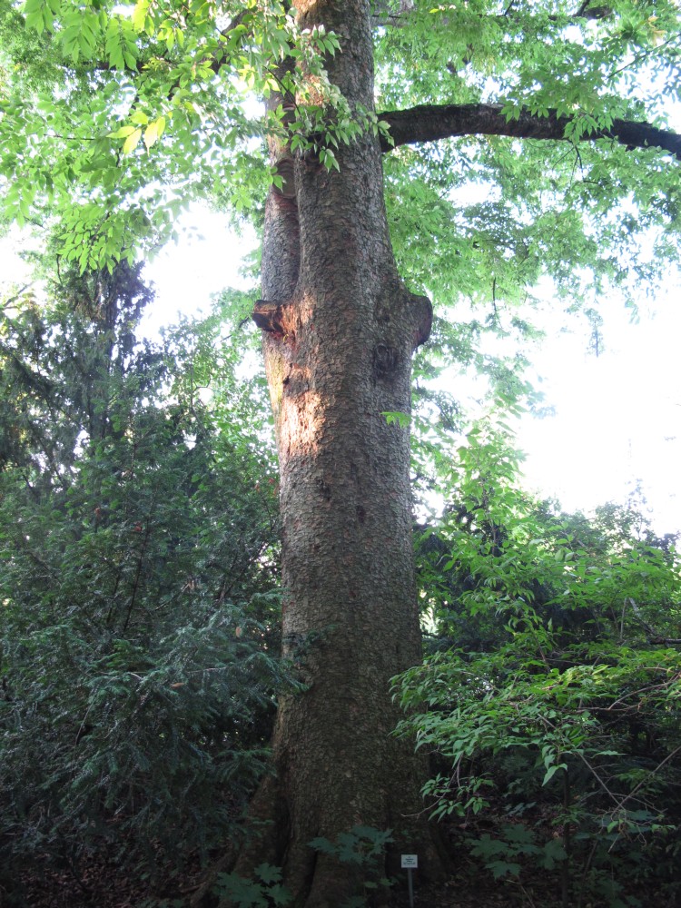 Zelkova serrata - Sangerhausen, Rosarium - 2013