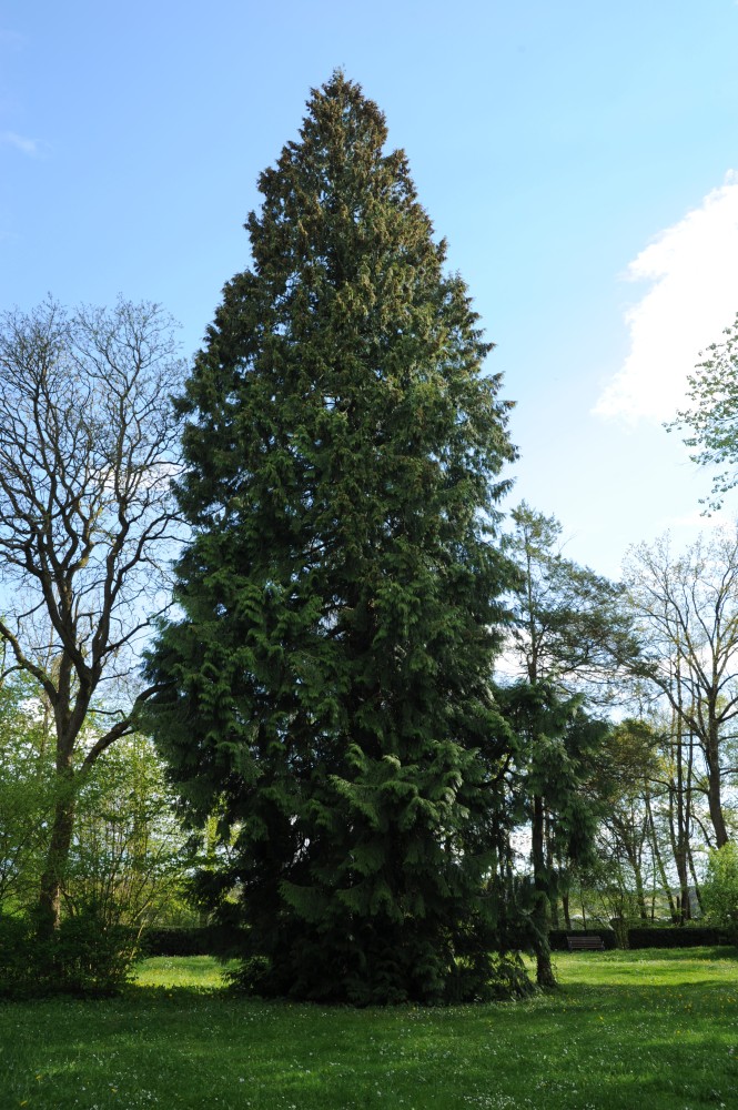 Thuja plicata - Reichenschwand, Schlosspark - 2014