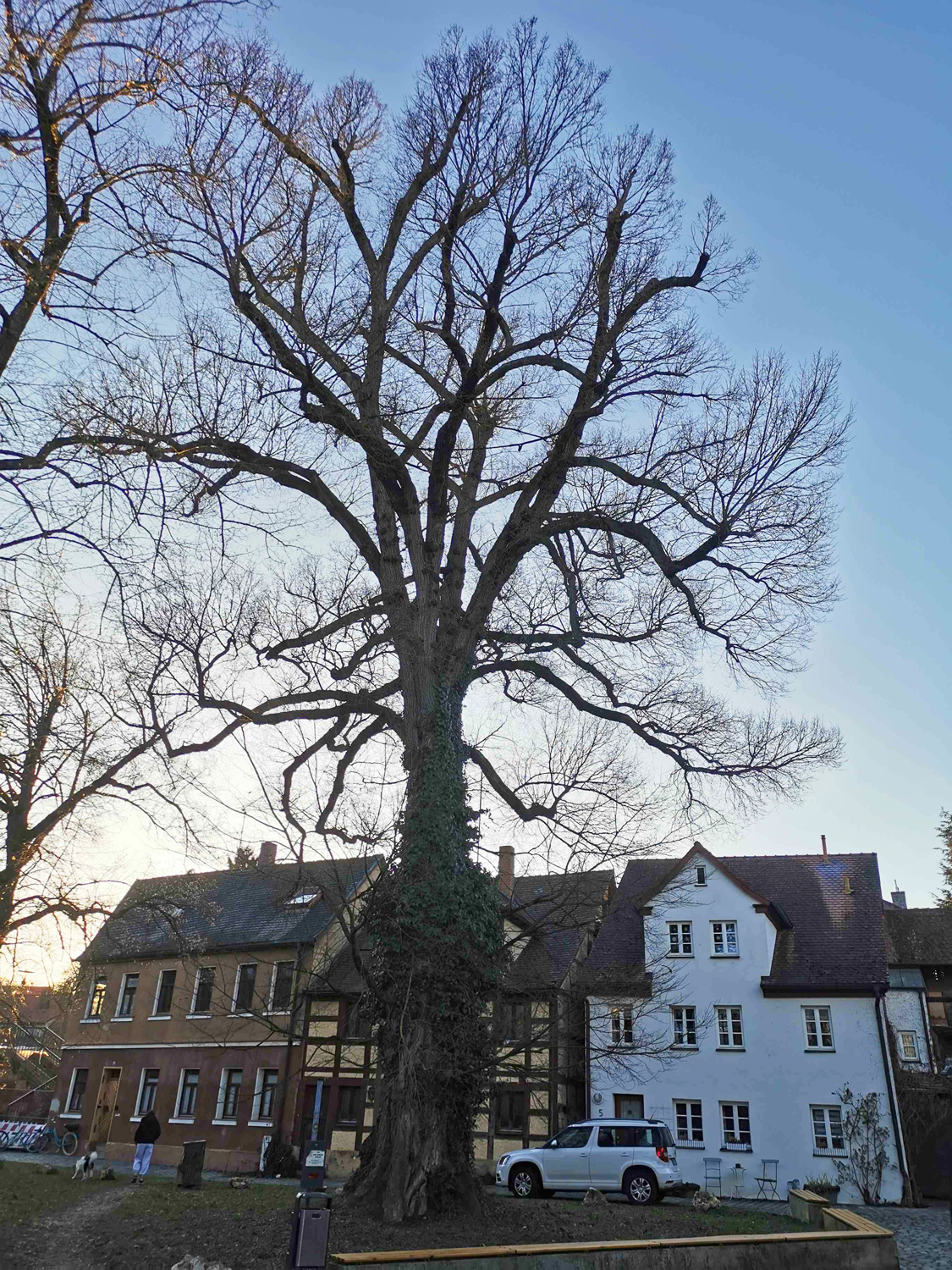Ulmus laevis - Schwabach - März 2026