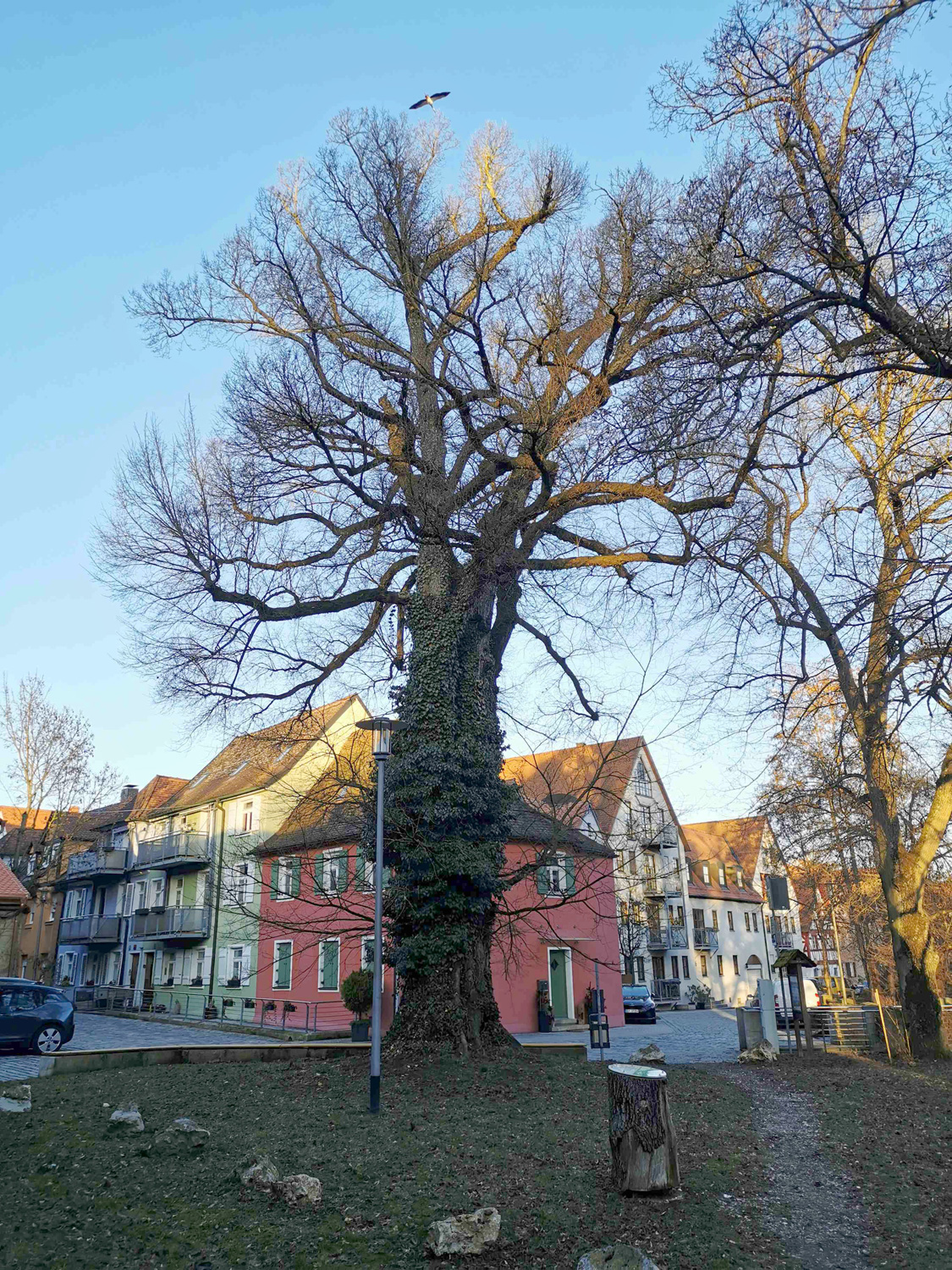 Ulmus laevis - Schwabach - März 2026