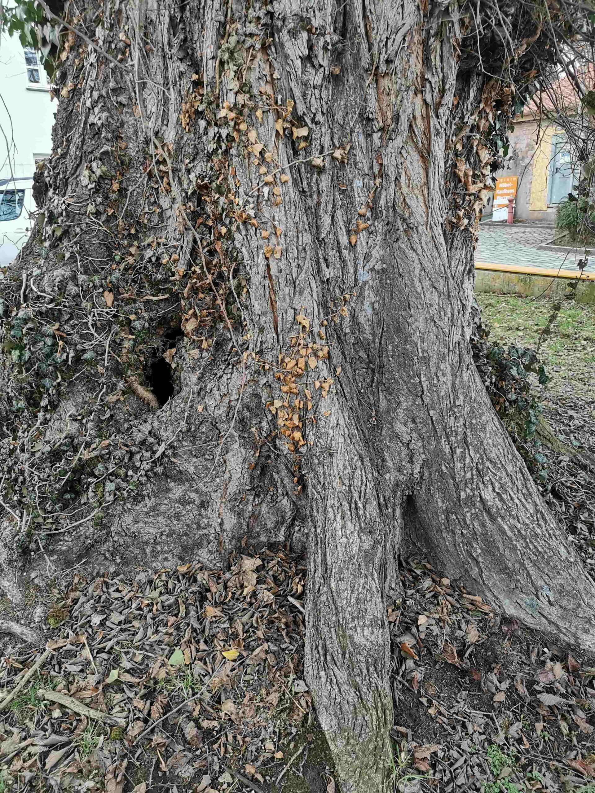 Ulmus laevis - Schwabach - März 2026