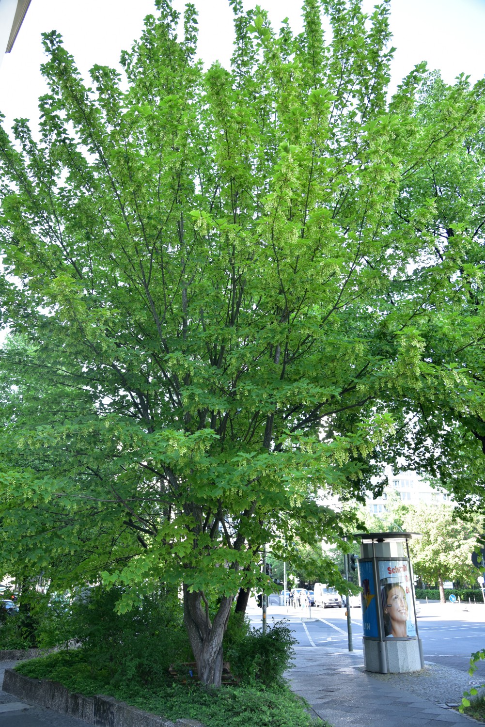 Acer rufinerve - Berlin Kreuzberg - 2018
