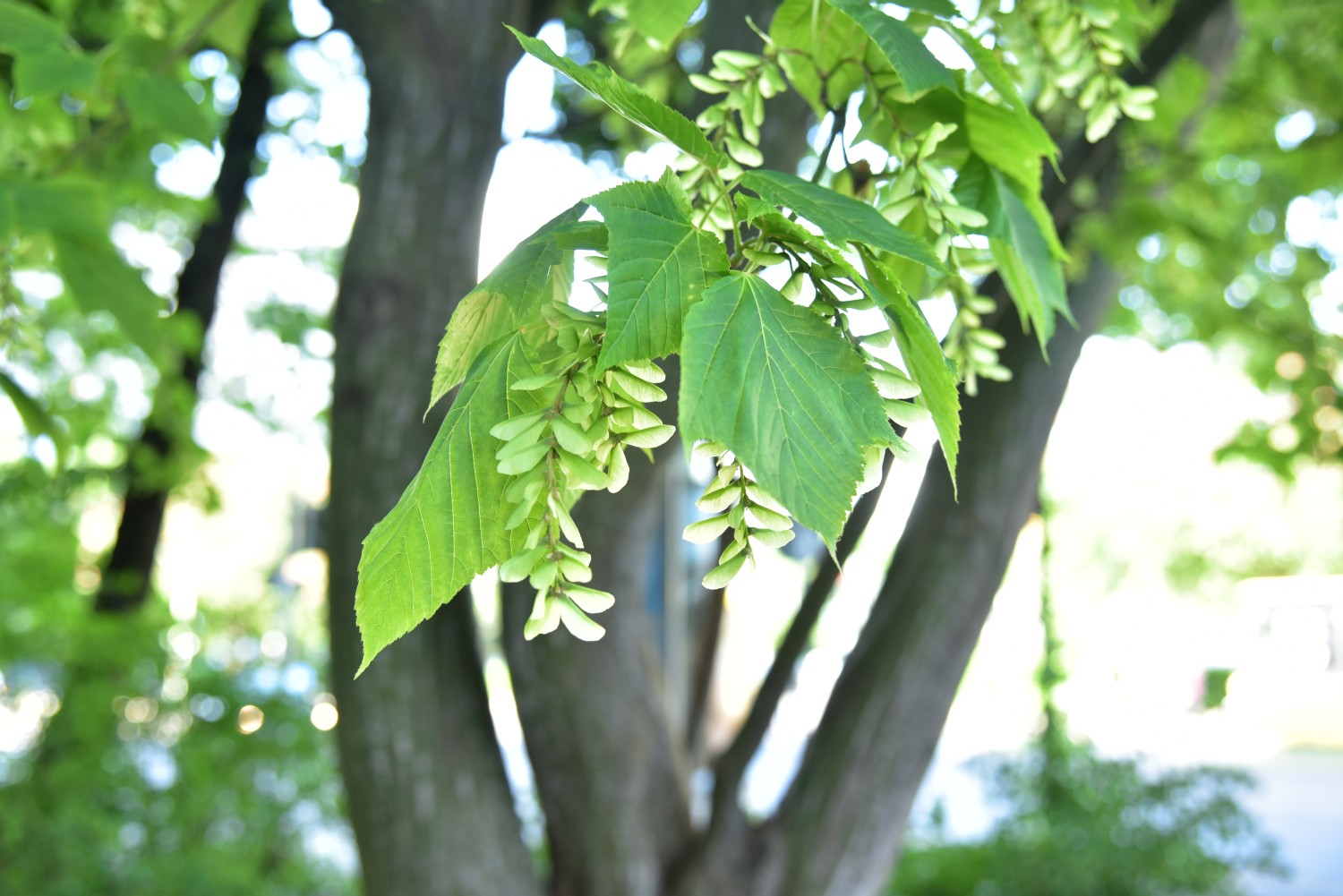 Acer rufinerve - Berlin Kreuzberg - 2018