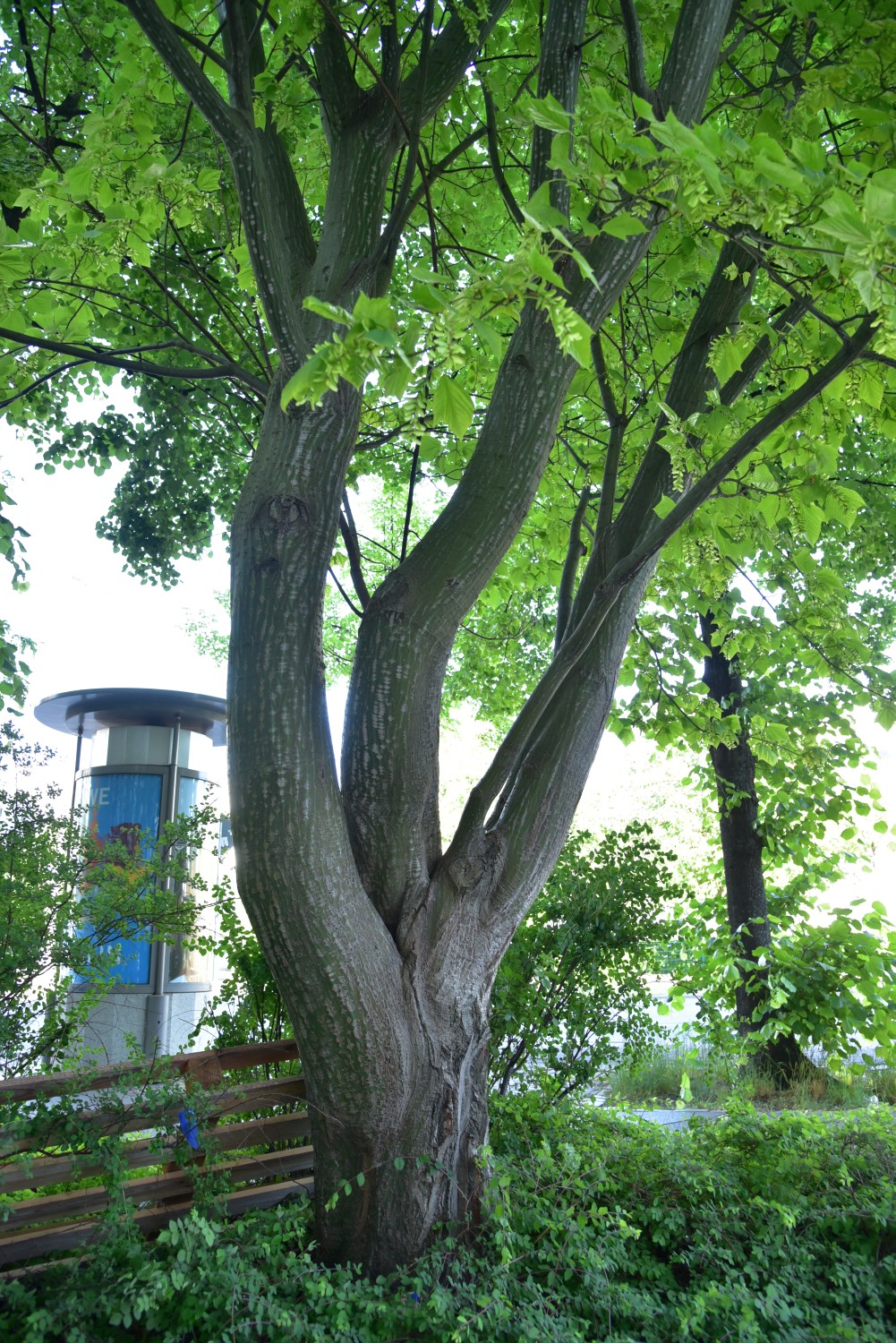 Acer rufinerve - Berlin Kreuzberg - 2018