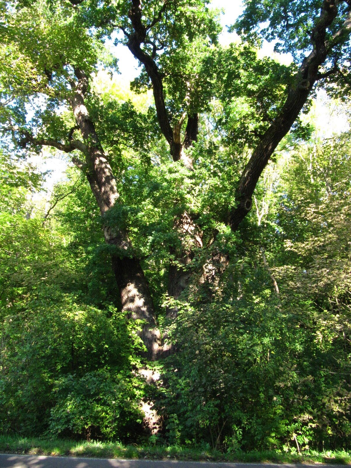 Quercus robur - Rammelburg - Okt. 2025