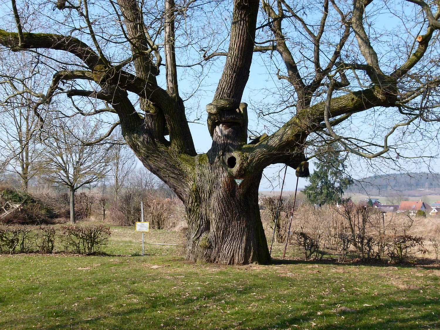 Castanea sativa - Niddatal-Kaichen - April 2022