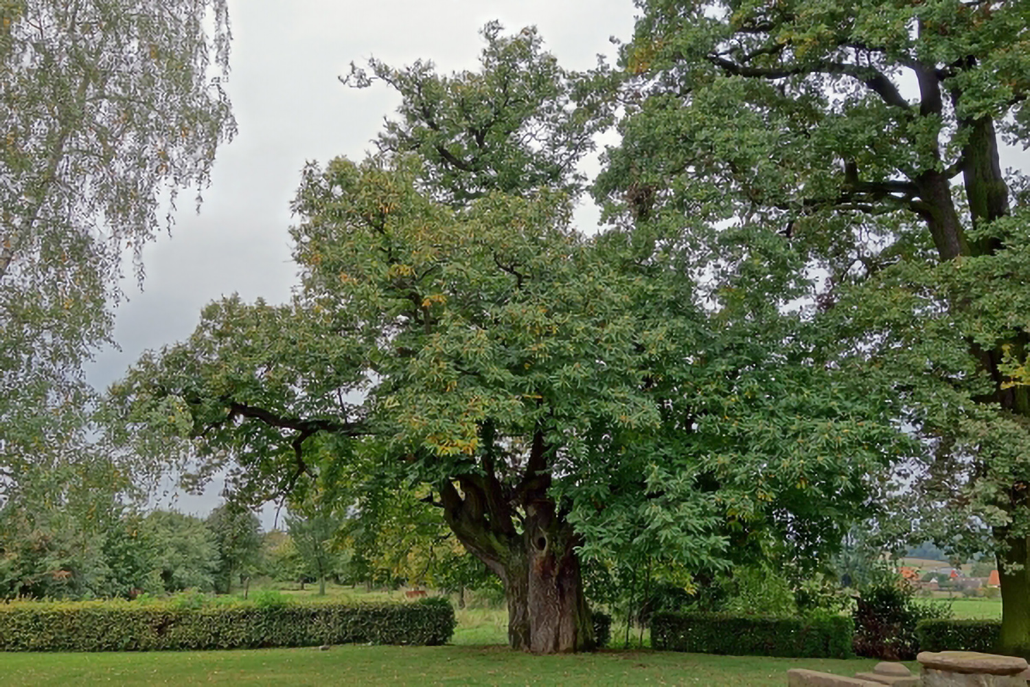 Castanea sativa - Niddatal-Kaichen - Okt. 2013