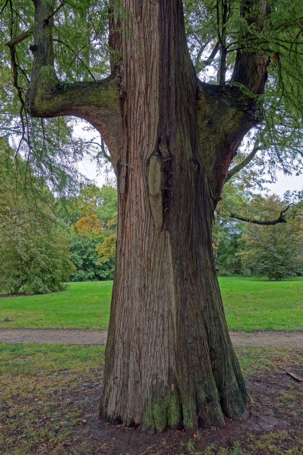 Taxodium distichum - Florstadt-Staden - Okt. 2013