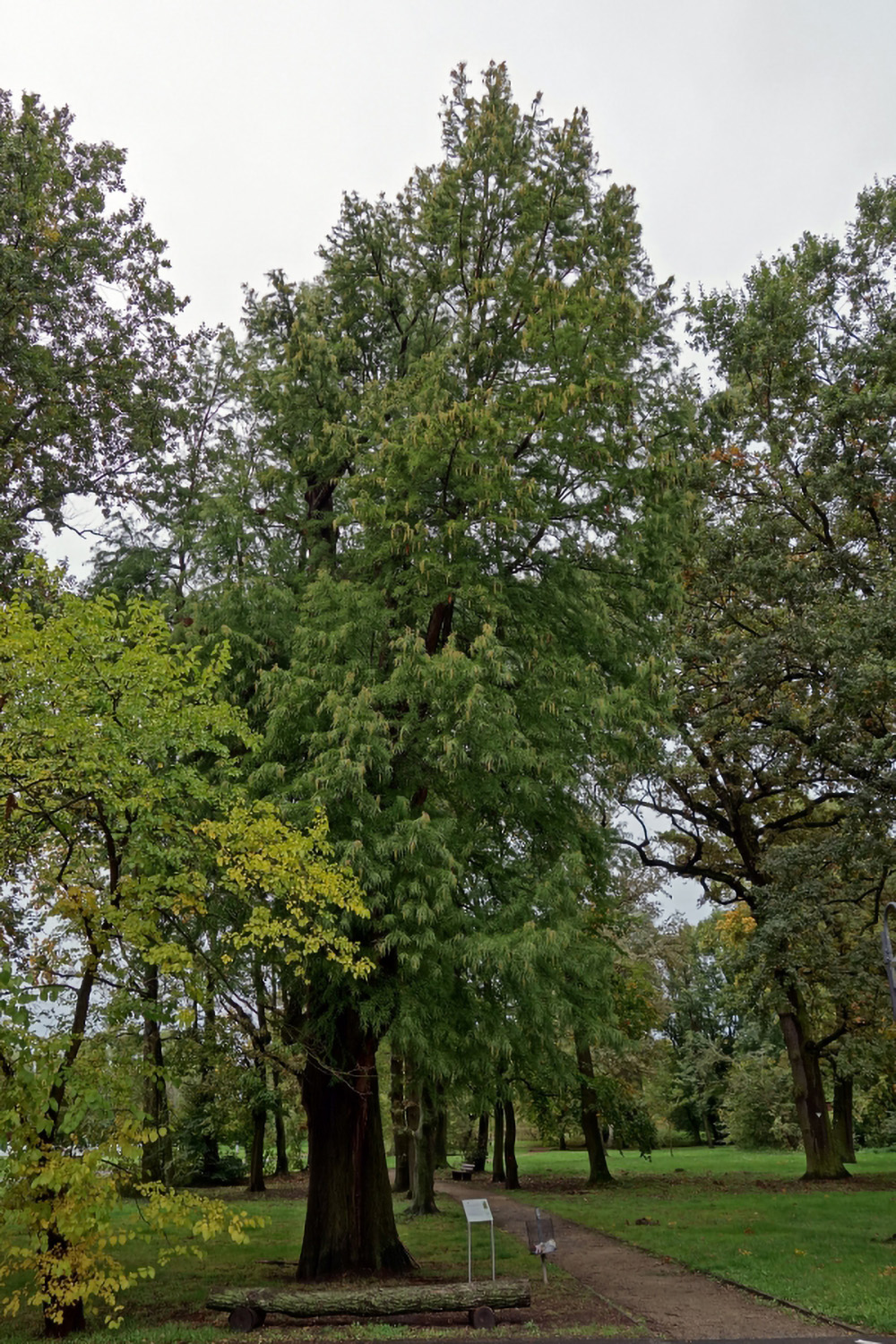 Taxodium distichum - Florstadt-Staden - Okt. 2013