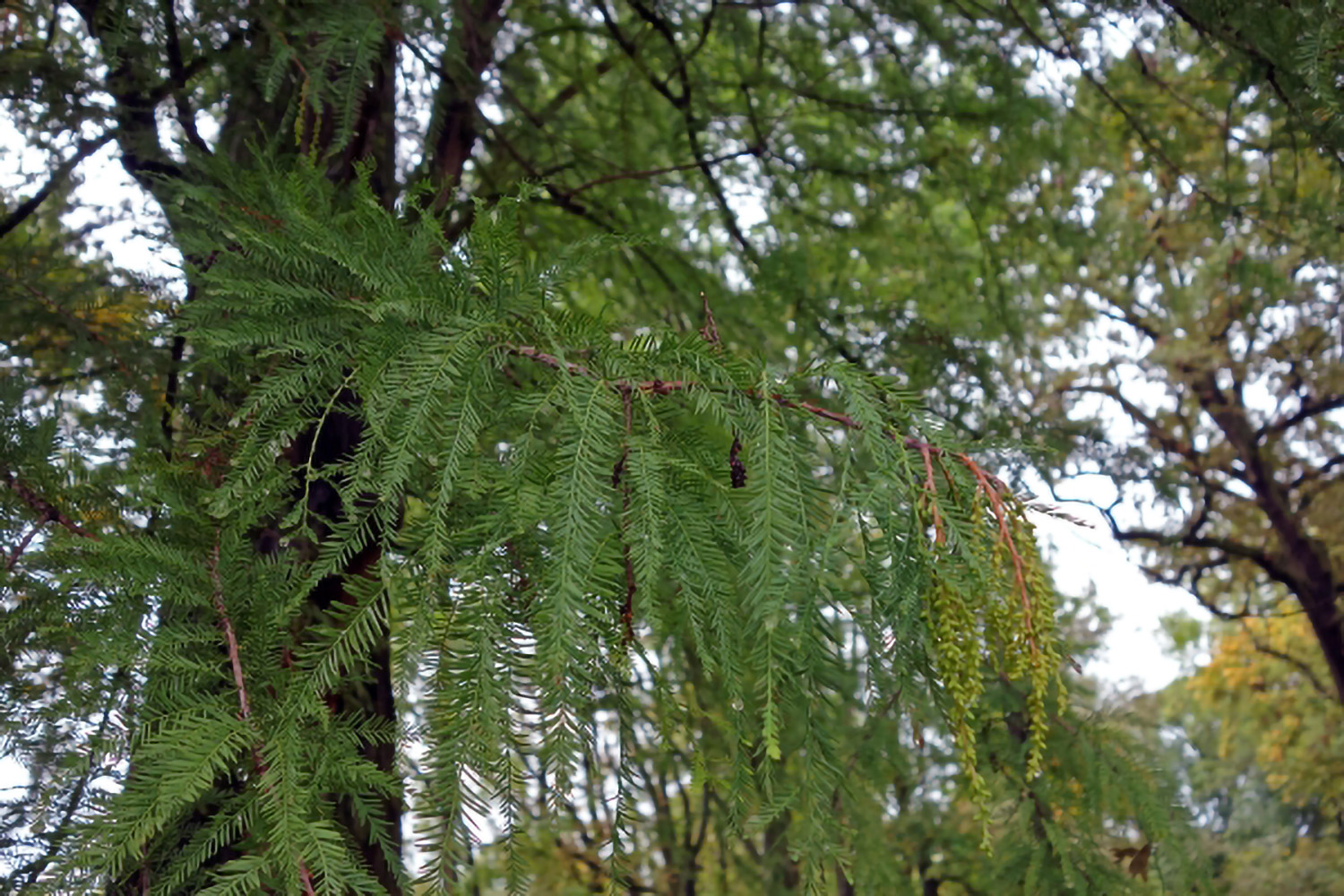 Taxodium distichum - Florstadt-Staden - Okt. 2013