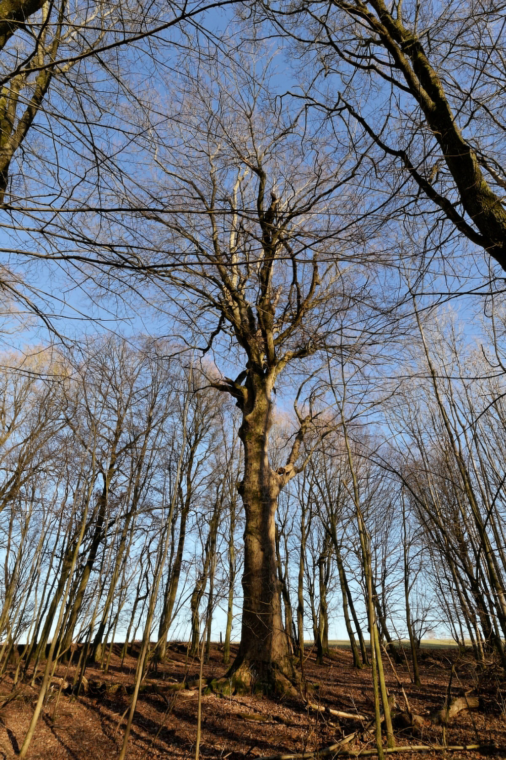Acer pseudoplatanus - Sarrod - Febr. 2019
