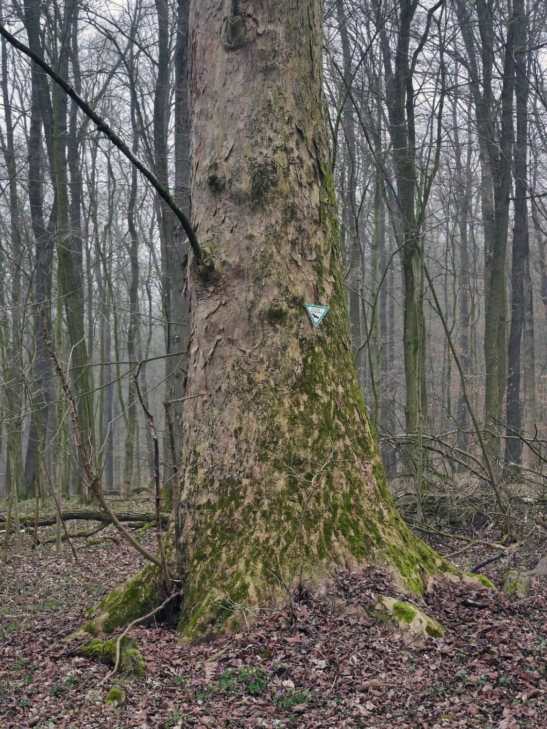 Acer pseudoplatanus - Sarrod - April 2015