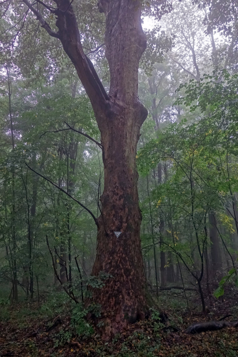 Acer pseudoplatanus - Sarrod - Okt. 2013