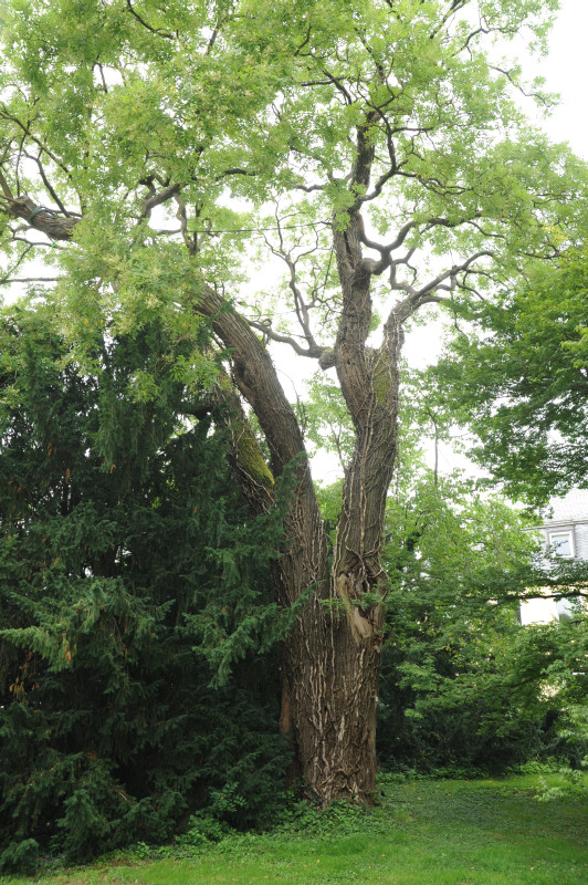 Styphnolobium japonicum - Stuttgart-Hohenheim - 2014