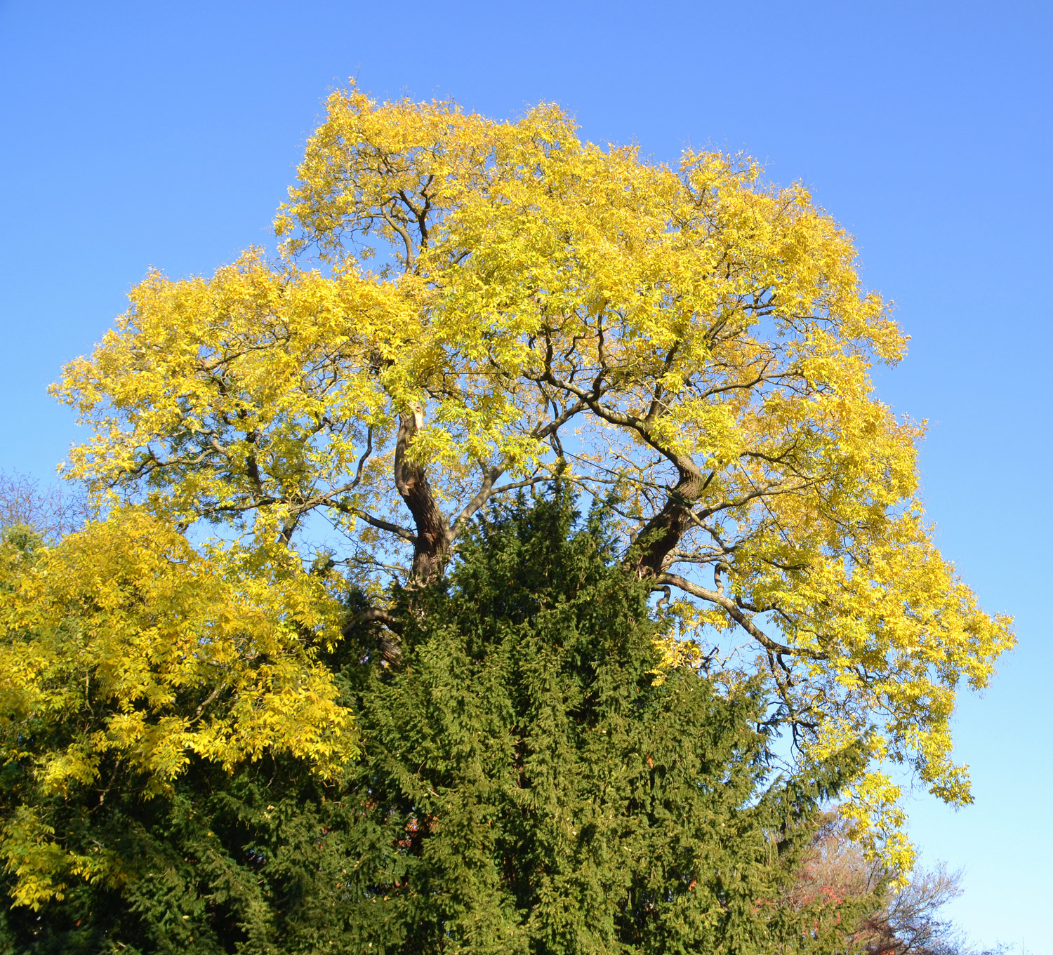 Styphnolobium japonicum - Stuttgart-Hohenheim- Nov. 2018