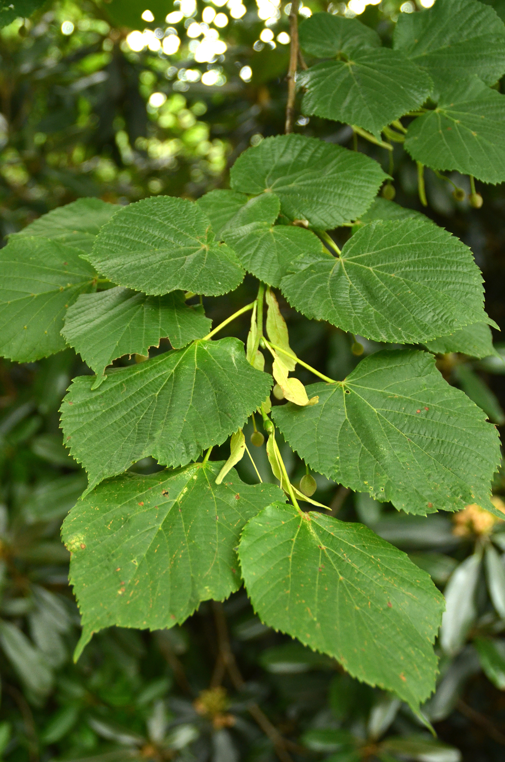 Tilia × flaccida - Stuttgart-Hohenheim - Juli 2023