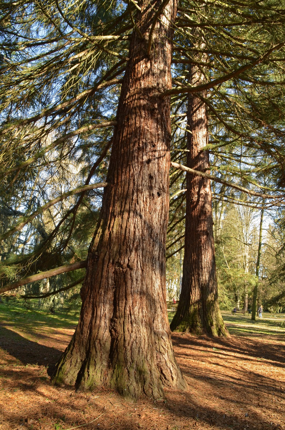 Sequoiadendron giganteum 'Glaucum' - Stuttgart-Hohenheim - 2021