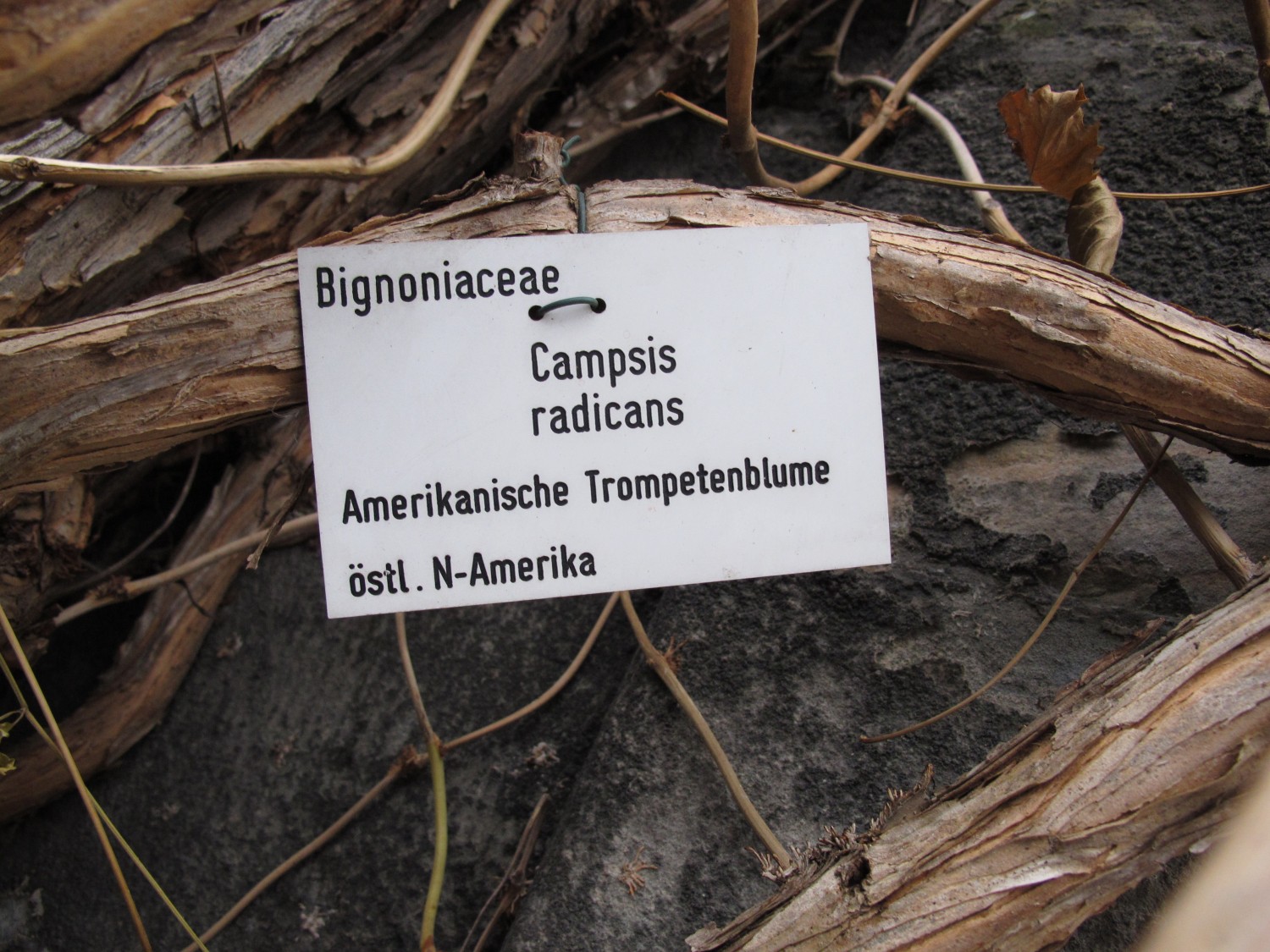 Campsis radicans - Botanischer Garten Göttingen - 2013