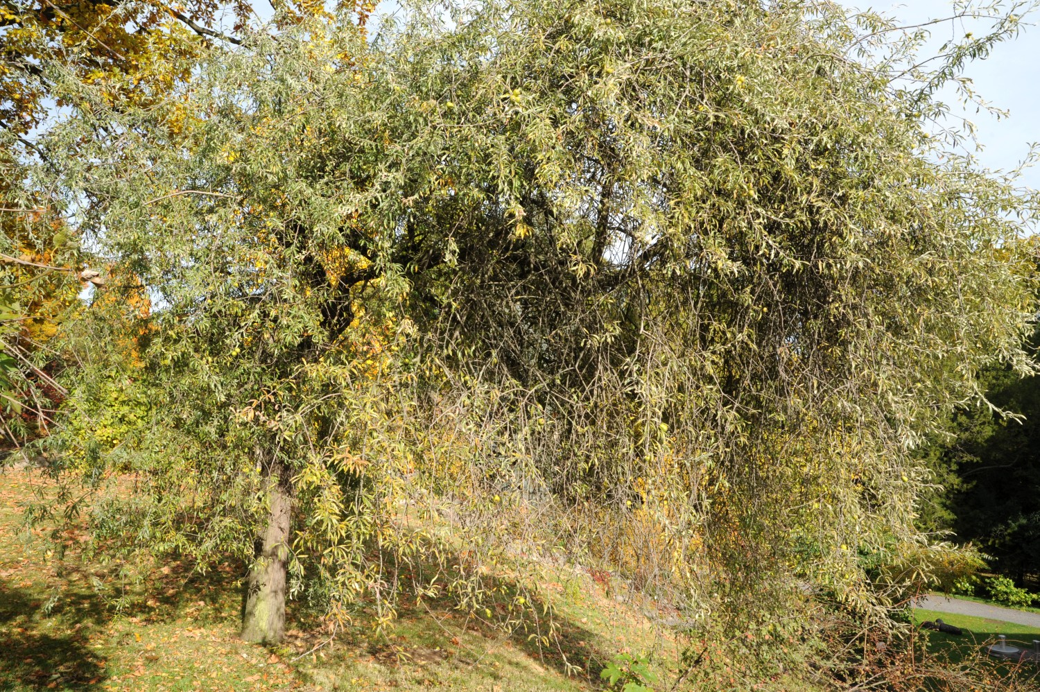 Weiden-Birne - Botanischer Garten Jena - 2012
