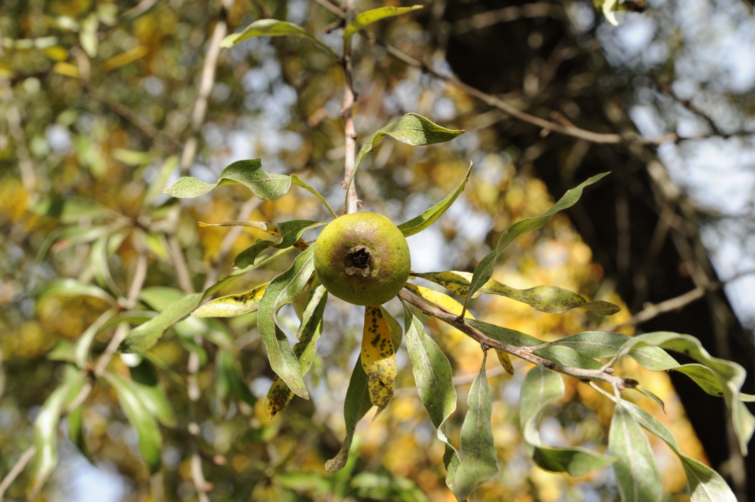 Weiden-Birne - Botanischer Garten Jena - 2012