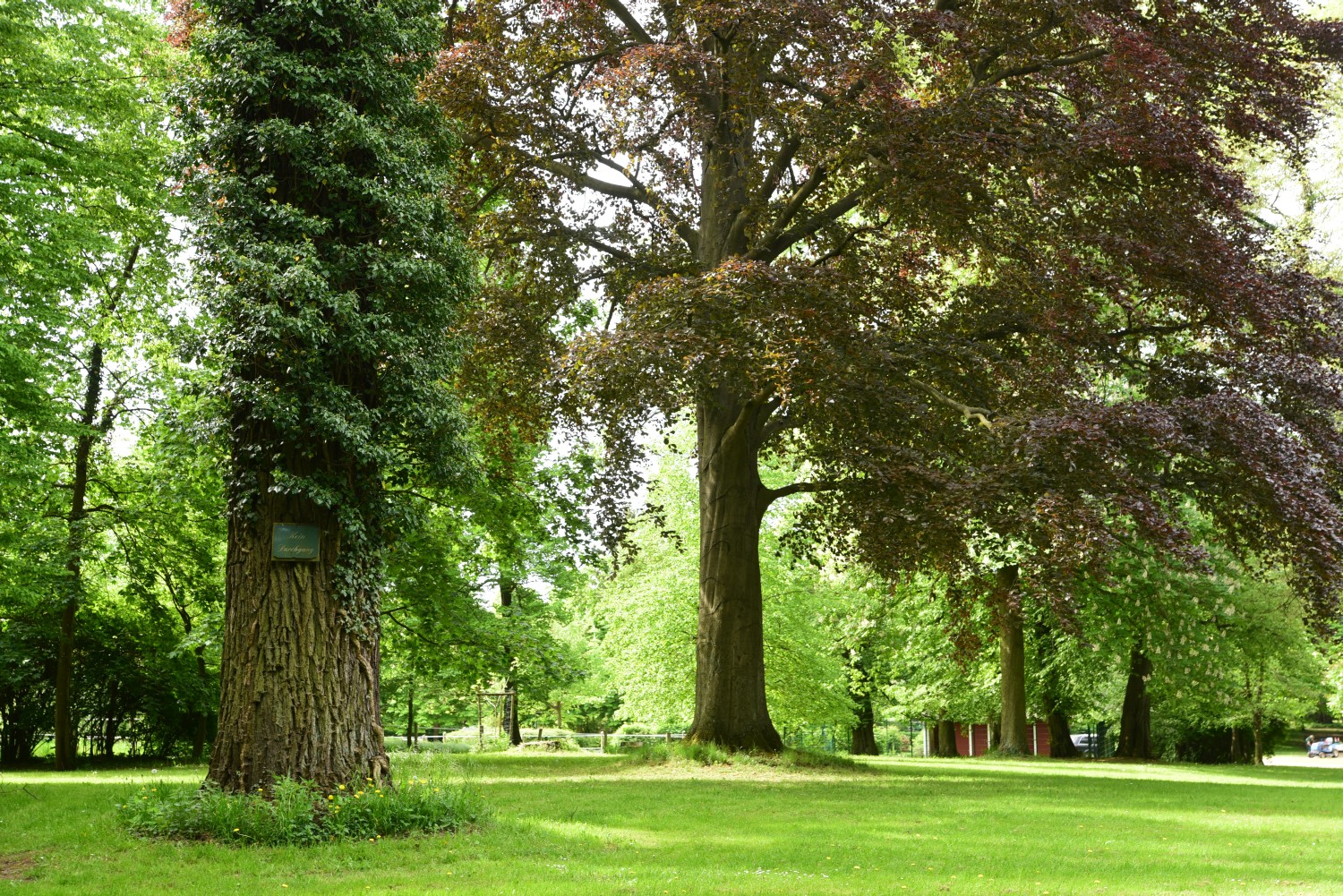 Juglans nigra - Alt Madlitz - 2015