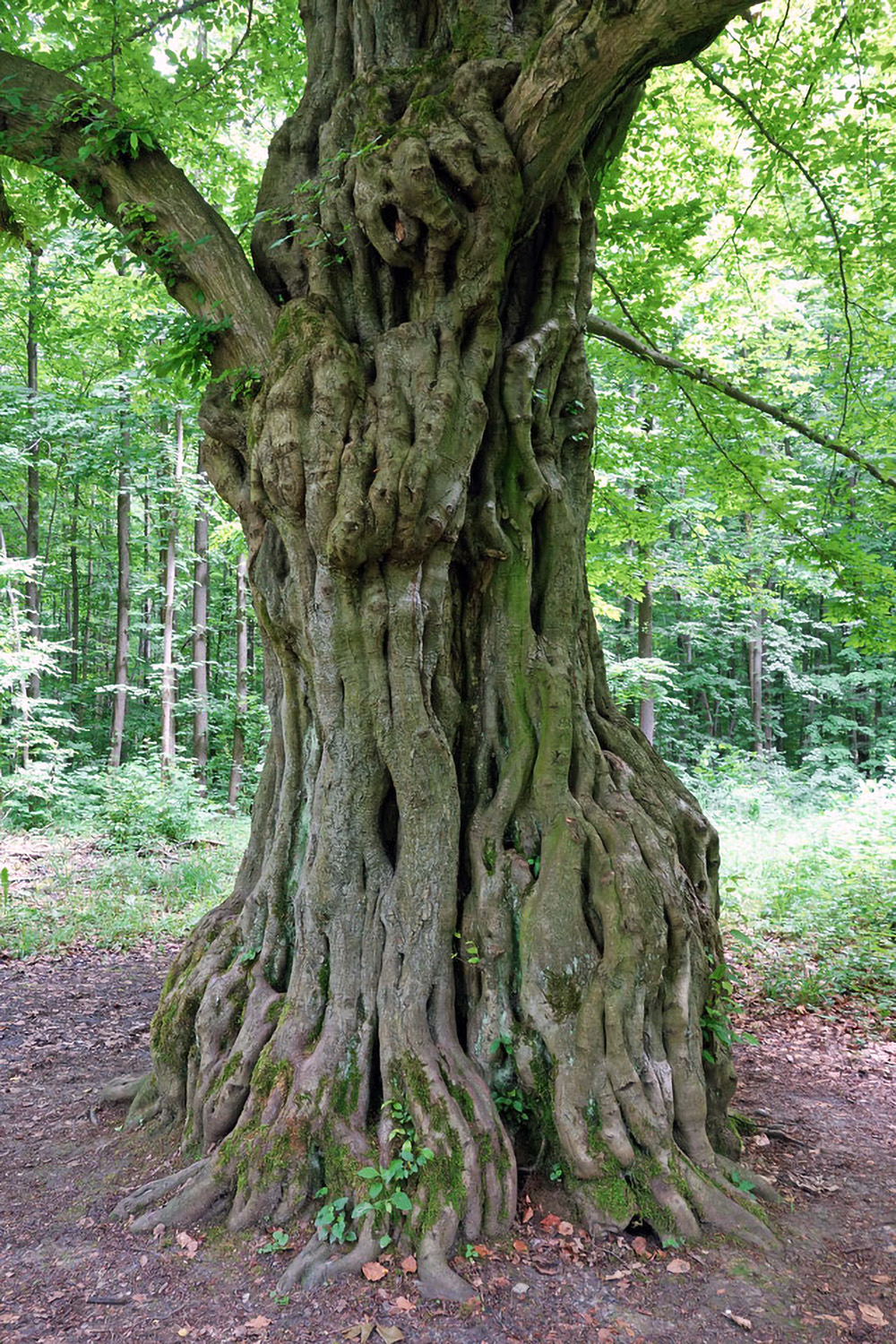 Carpinus betulus - Stadtwald Mühlhausen - Juni 2013