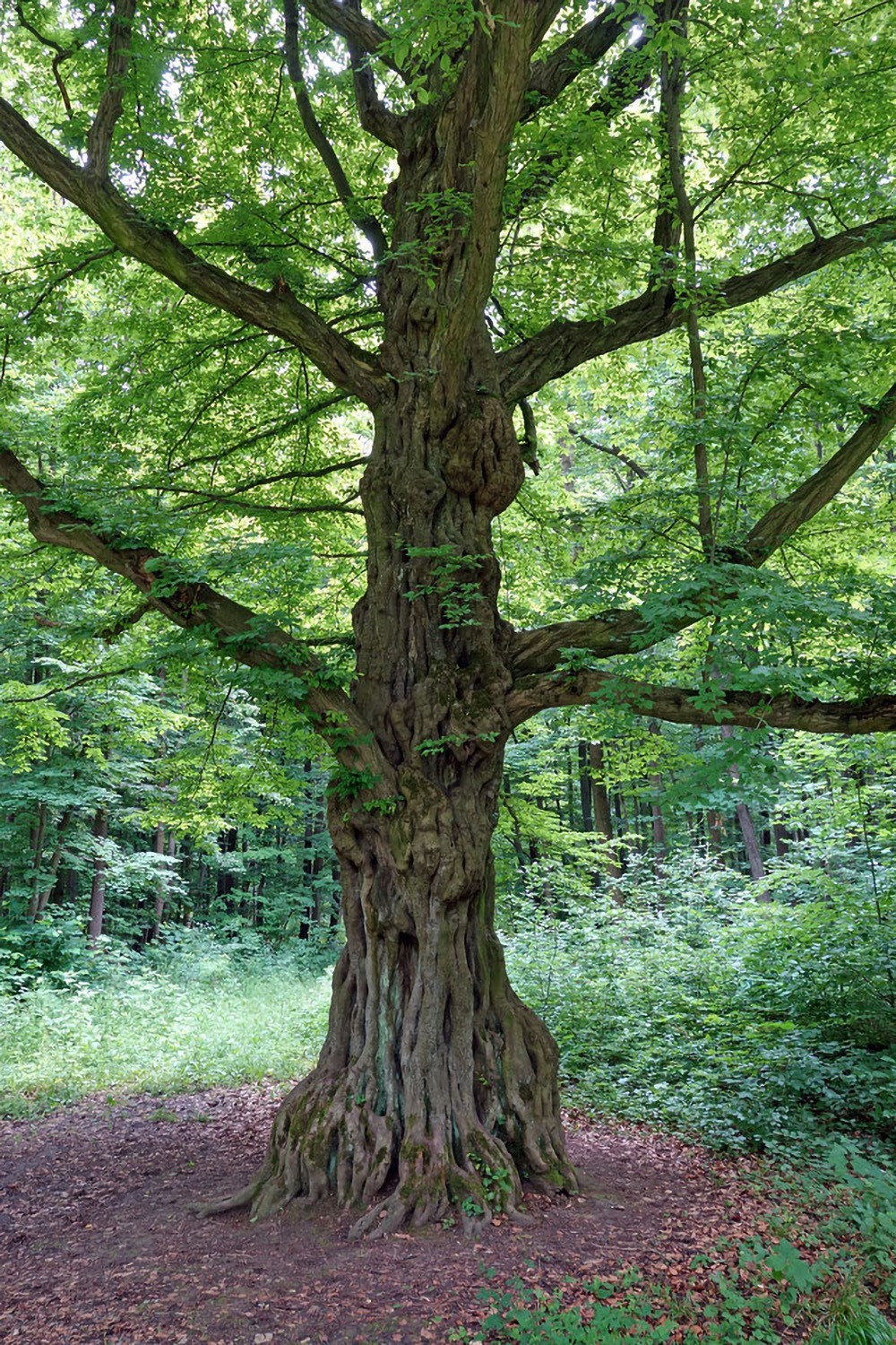 Carpinus betulus - Stadtwald Mühlhausen - Juni 2013