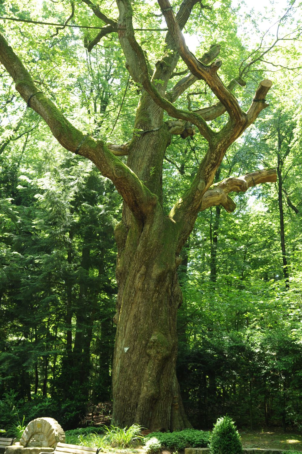Quercus petraea - Bad Homburg - Waldfriedhof - 2014