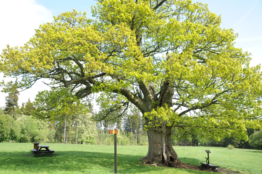 Trauben-Eiche - Drei Annen Hohne - Mai 2014