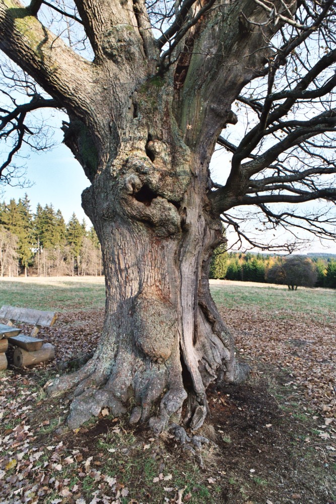 Trauben-Eiche - Drei Annen Hohne - November 2003
