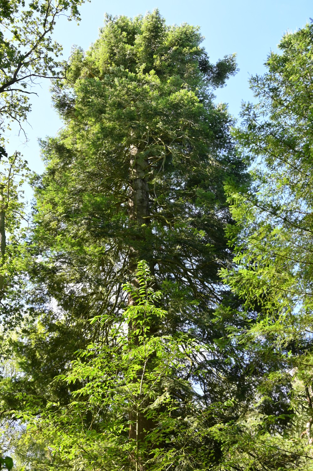 Abies alba - Gadow, Forst - 2020